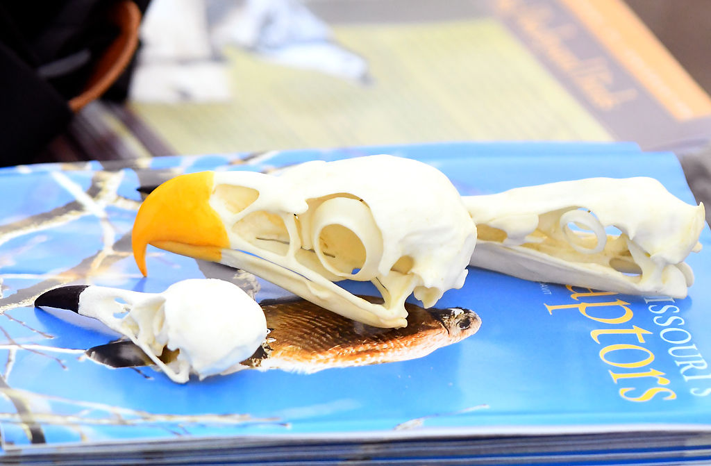 Birds' skeletons and information guide books are presented at station one